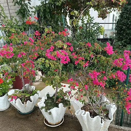 Appartement Ante Brela